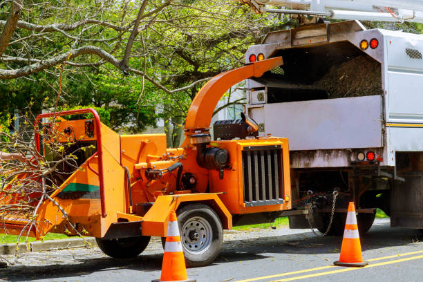 Trusted Hayfield, VA Tree Services Experts