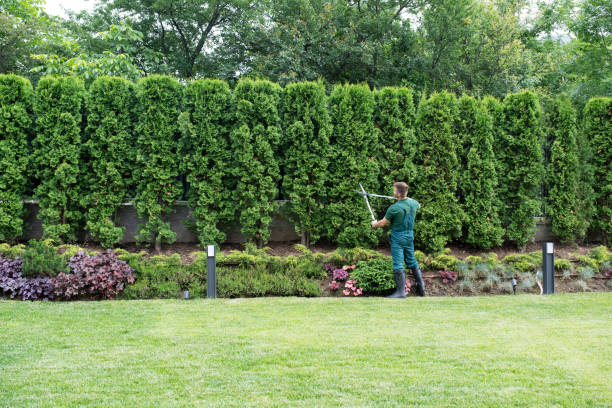 How Our Tree Care Process Works  in  Hayfield, VA
